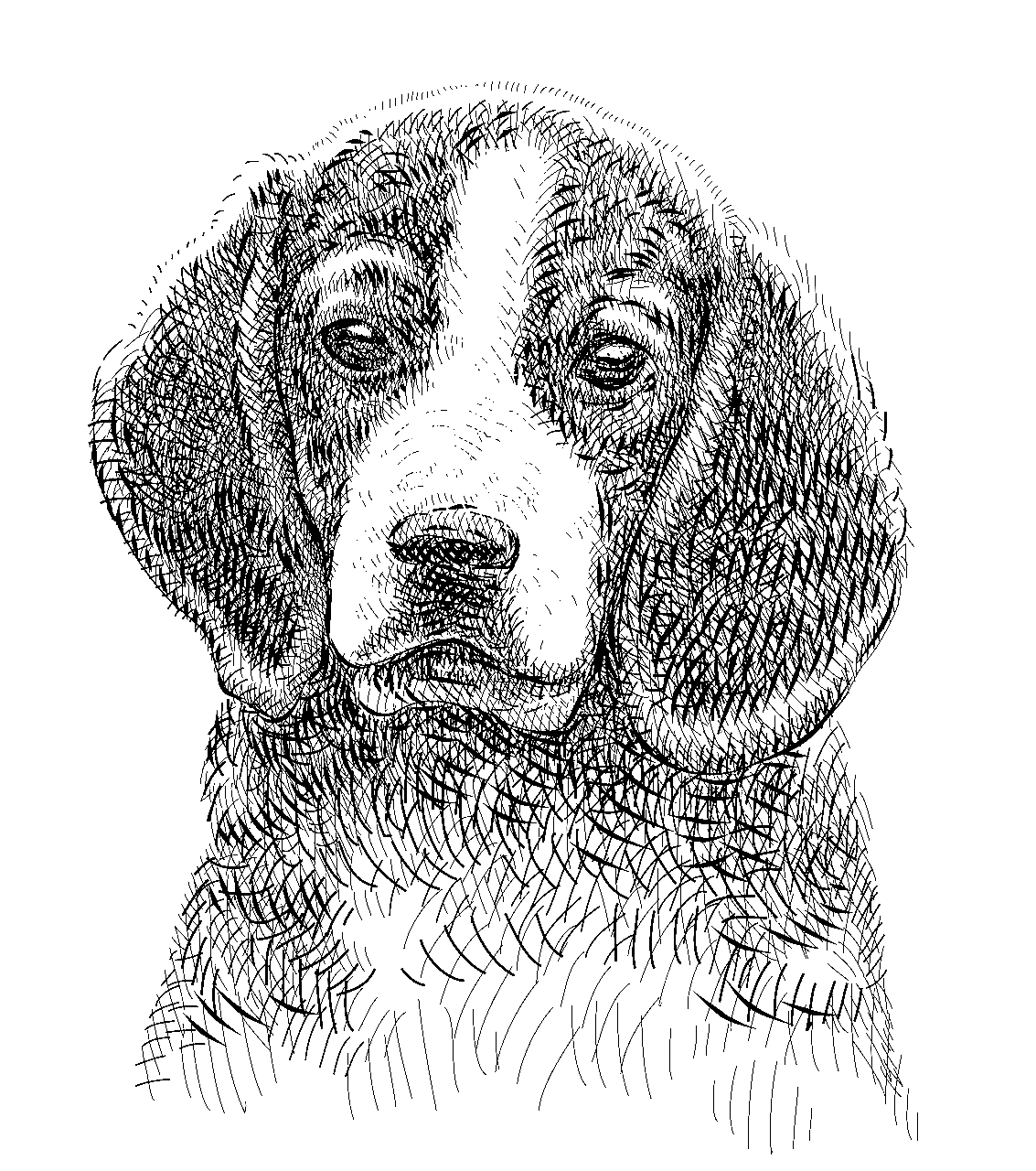 Disegno da colorare di ritratto di testa di cane beagle