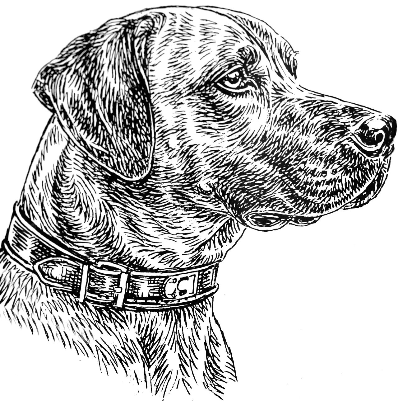 Disegno da colorare di testa di cane Labrador
