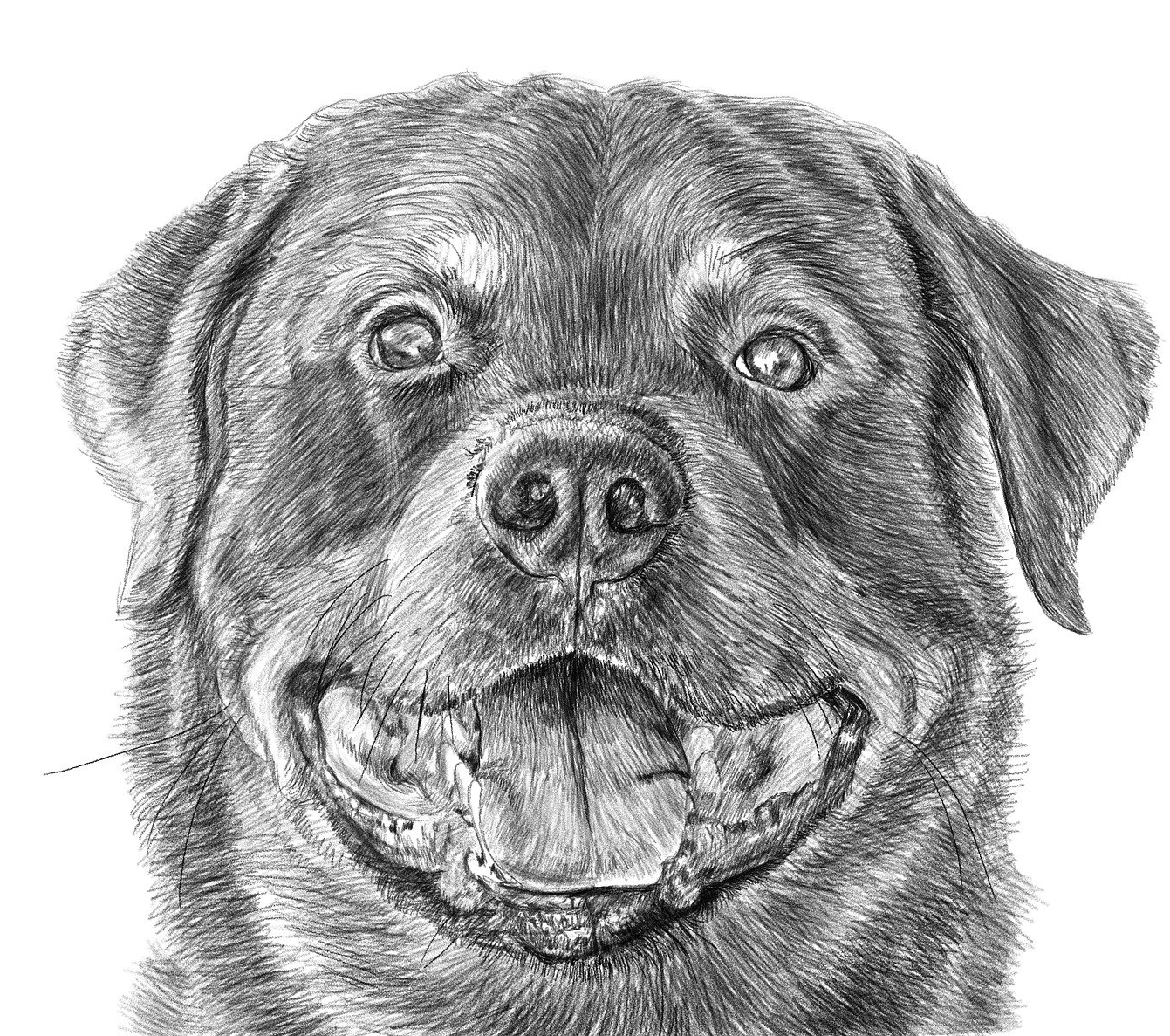 Disegno da colorare di cucciolo di cane rottweiler (testa)