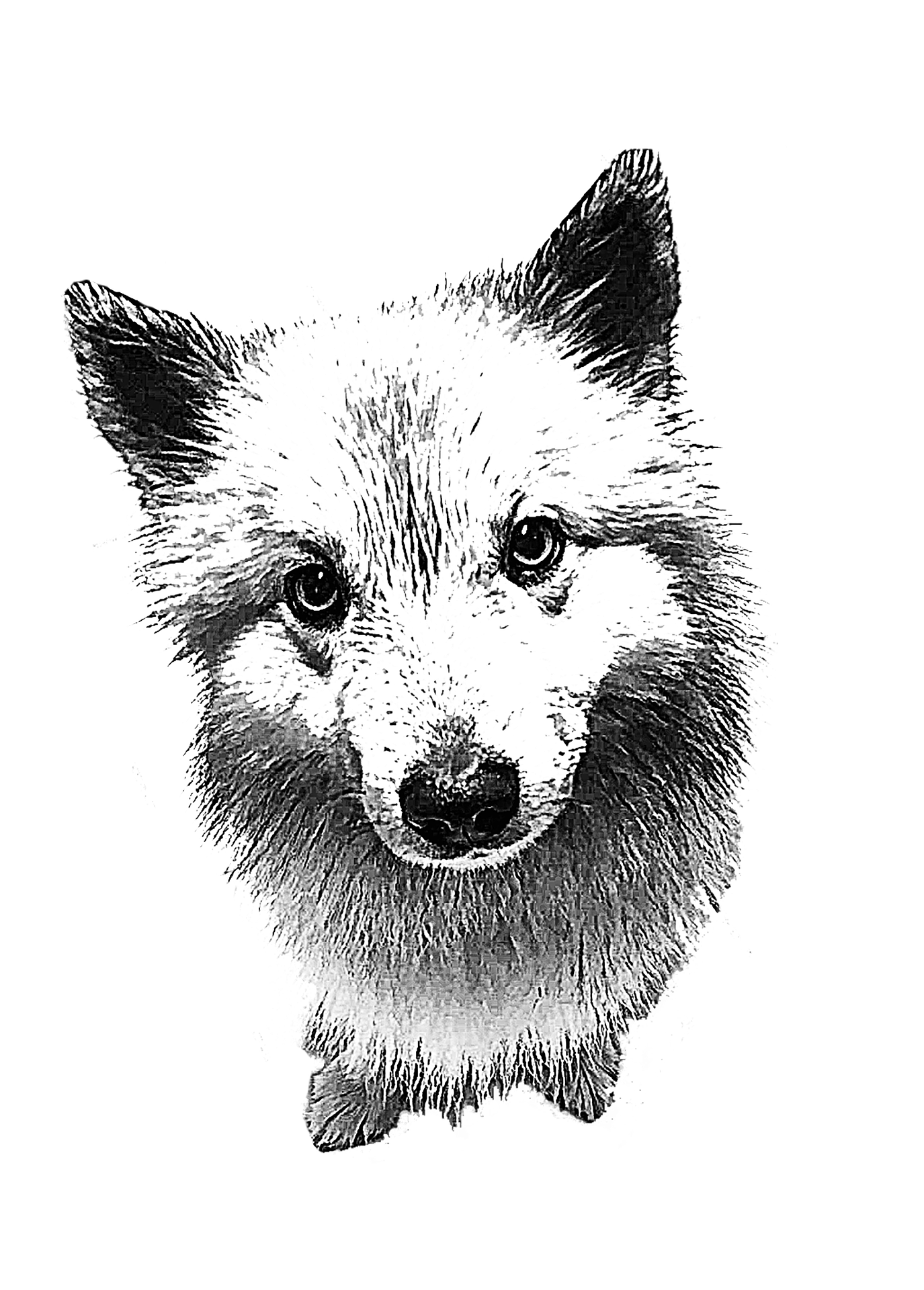 Dibujo de cabeza de perro Pomerania para colorear