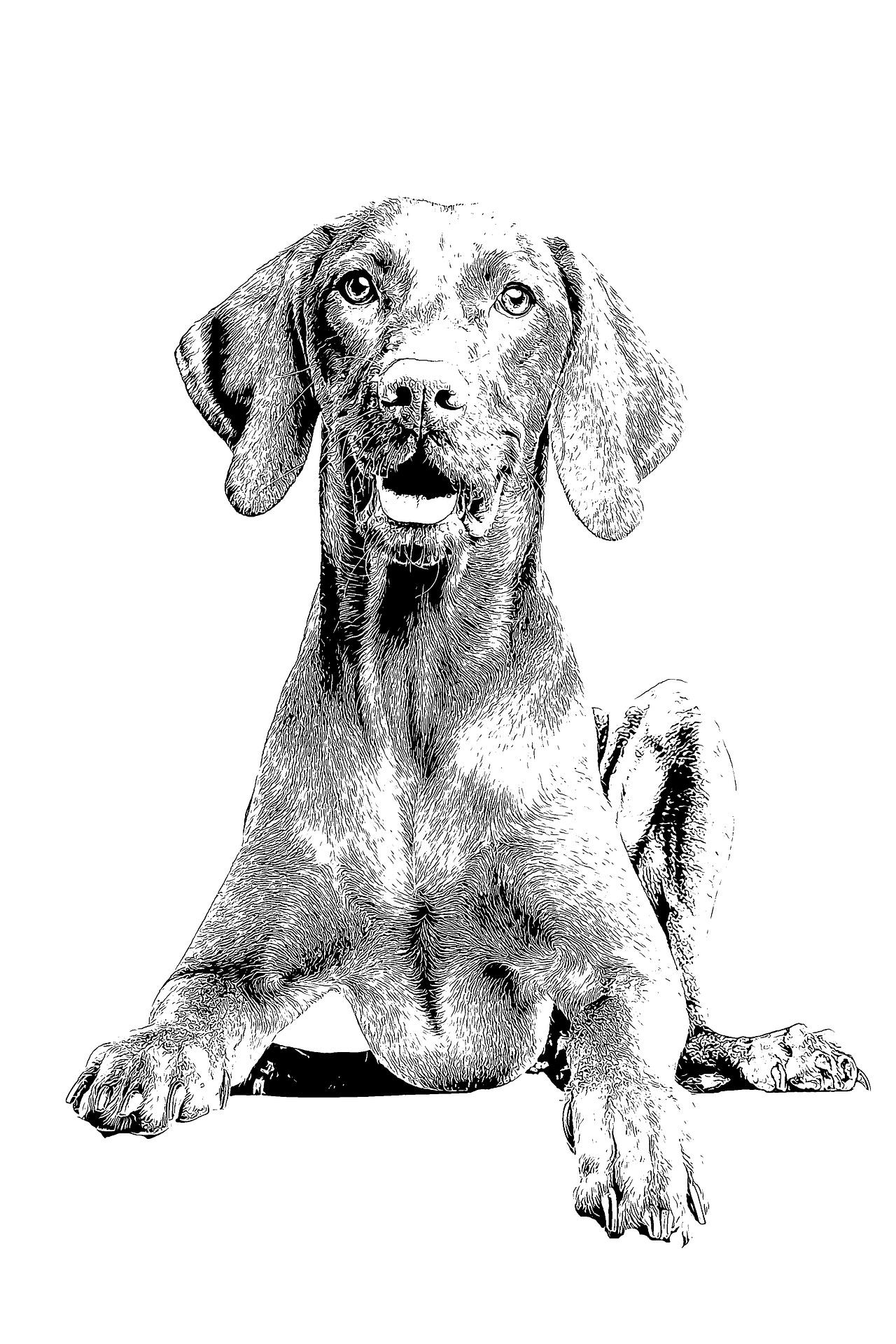 Dibujo de perro Weimaraner para colorear