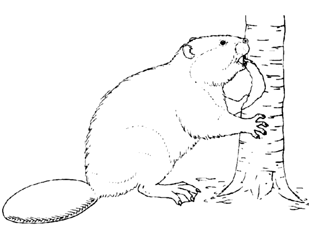 Beaver dibujo para imprimir y colorear