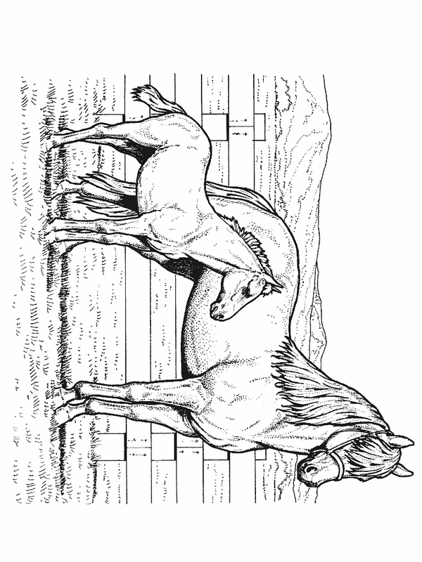 Drawing 19 from horses coloring page to print and coloring