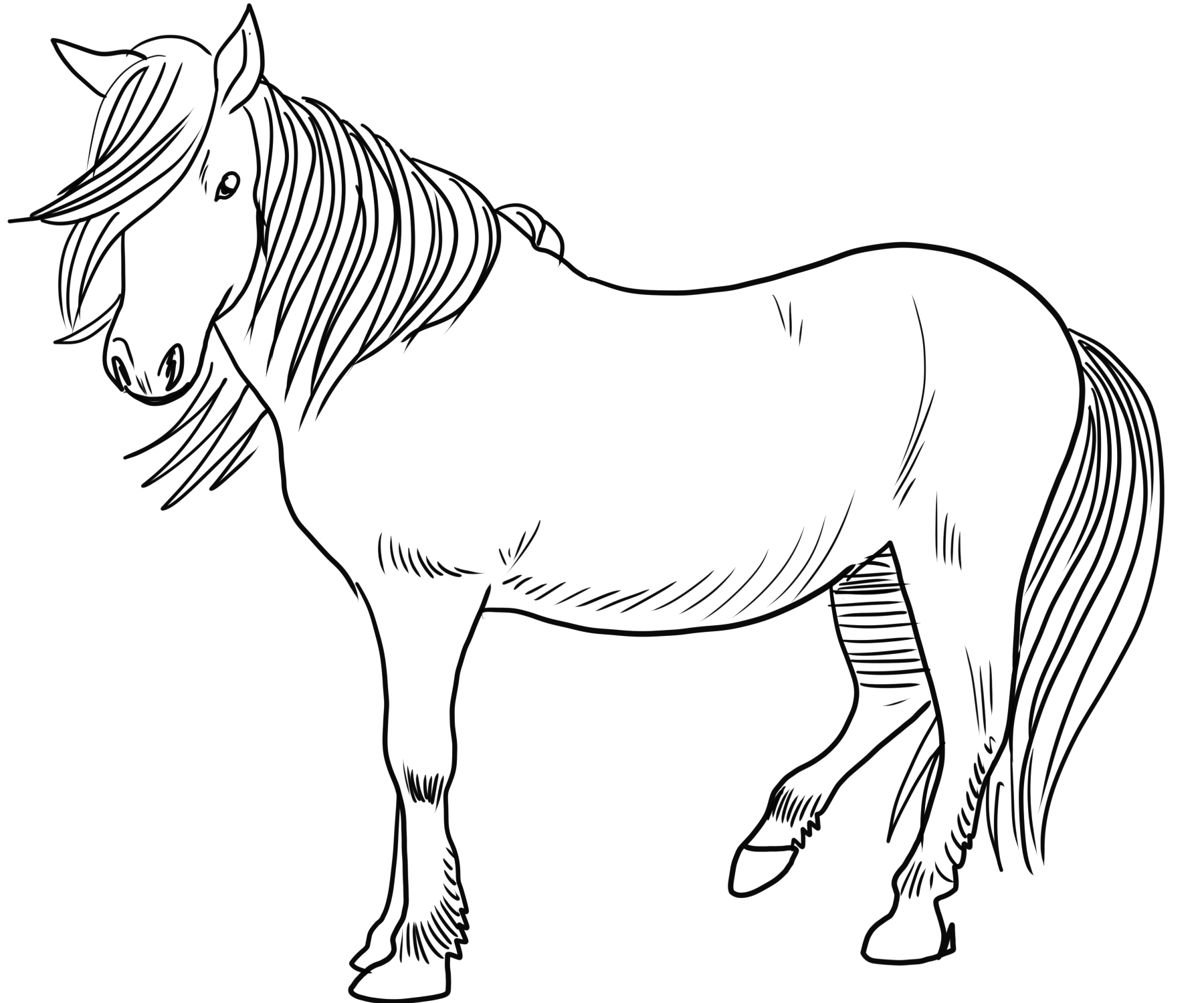 Disegno da colorare di cavallo islandese  