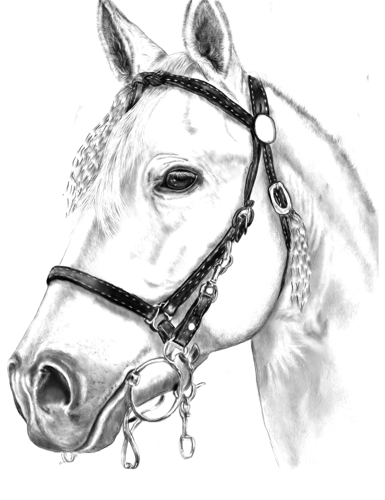Coloring page of horse head with bridle