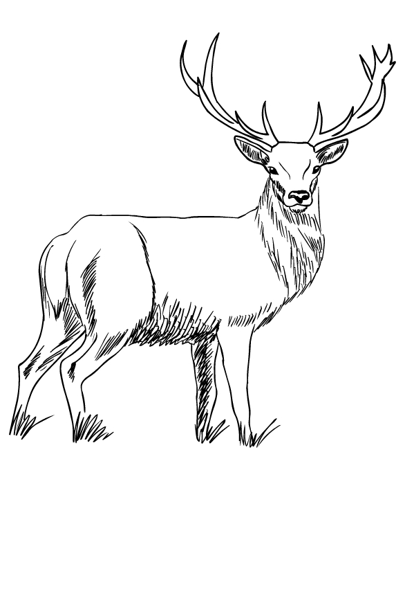 Dibujo de ciervo para imprimir y colorear