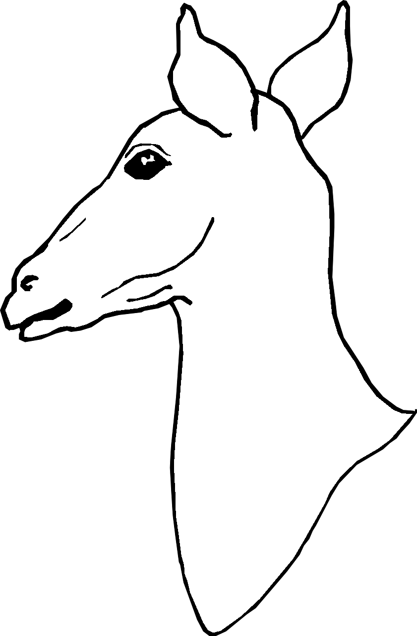 Disegno da colorare di testa di cervo femmina di profilo