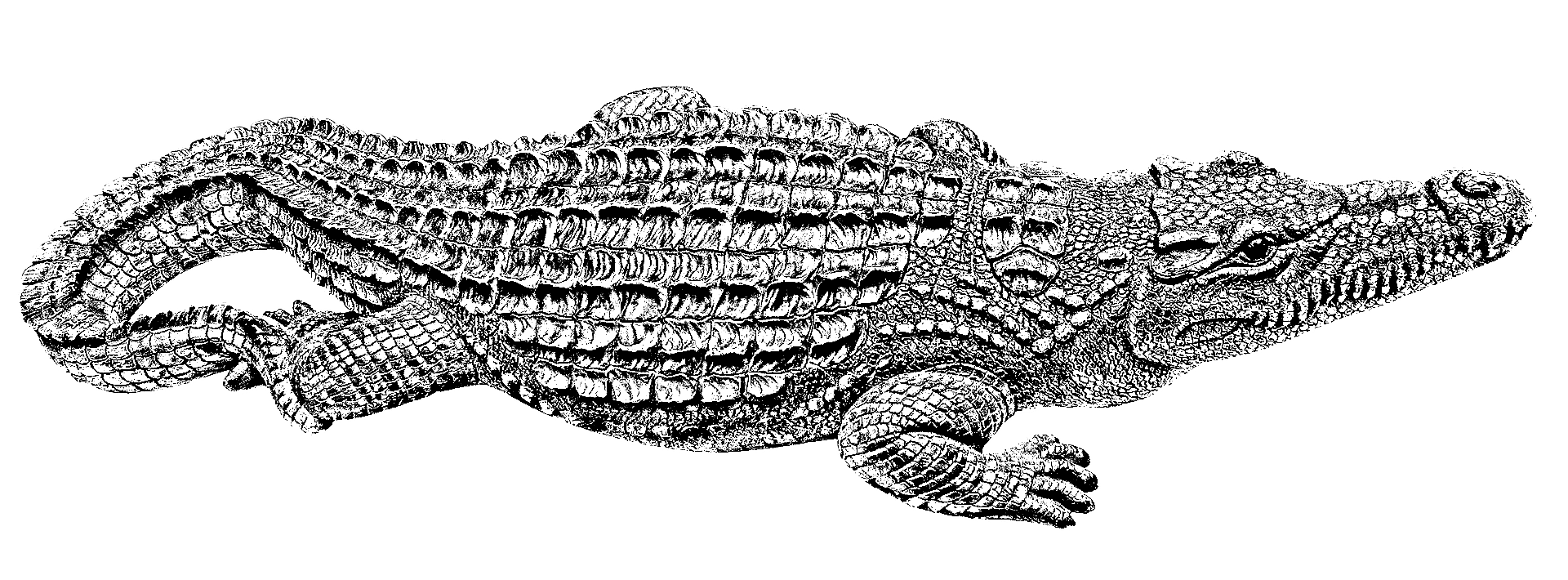 Kleurplaat van een krokodil