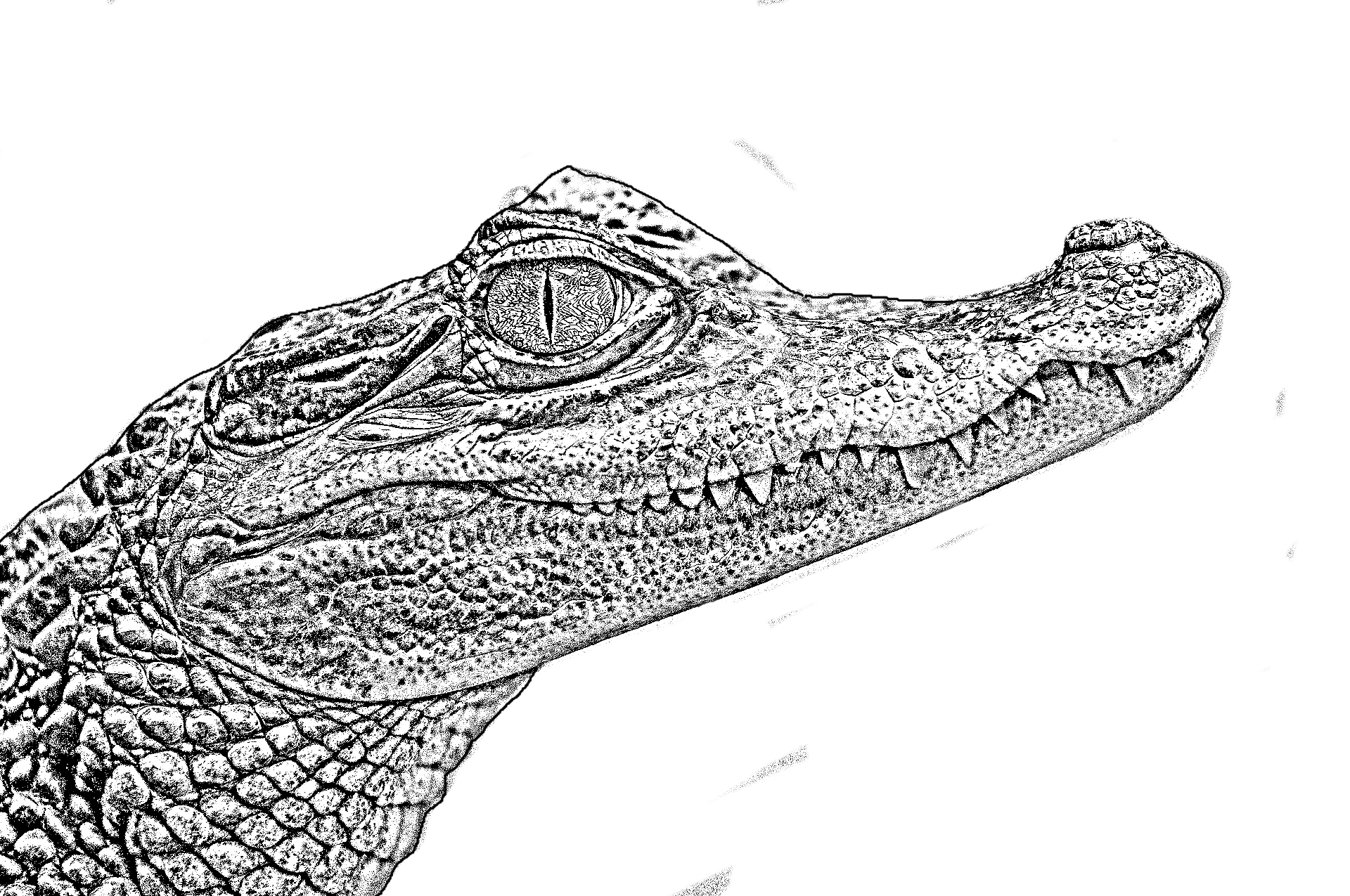 Coloriage d'un crocodile