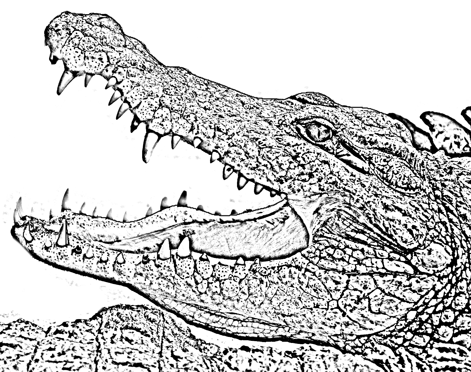 Coloriage d'un crocodile