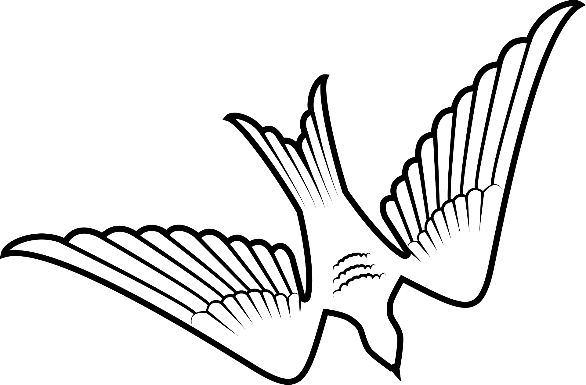 Coloriage d'une colombe