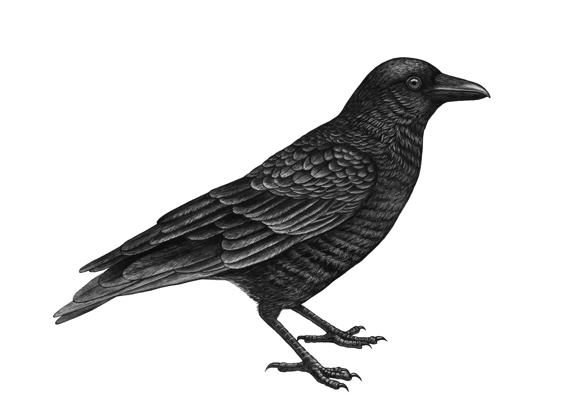Coloring page of a crow