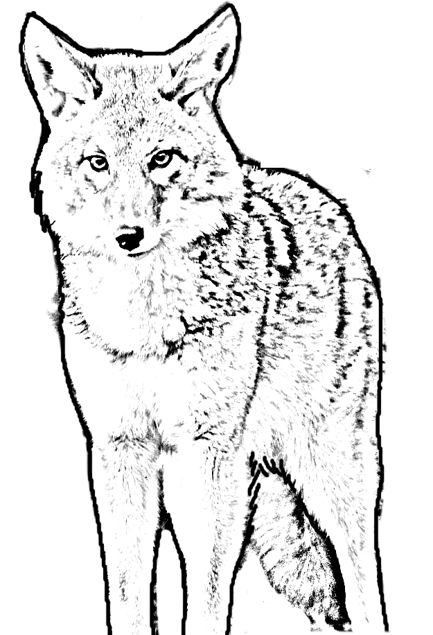 Disegno da colorare di un coyote