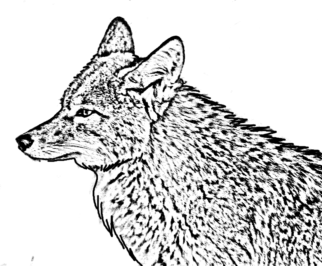 Kleurplaat van een coyote