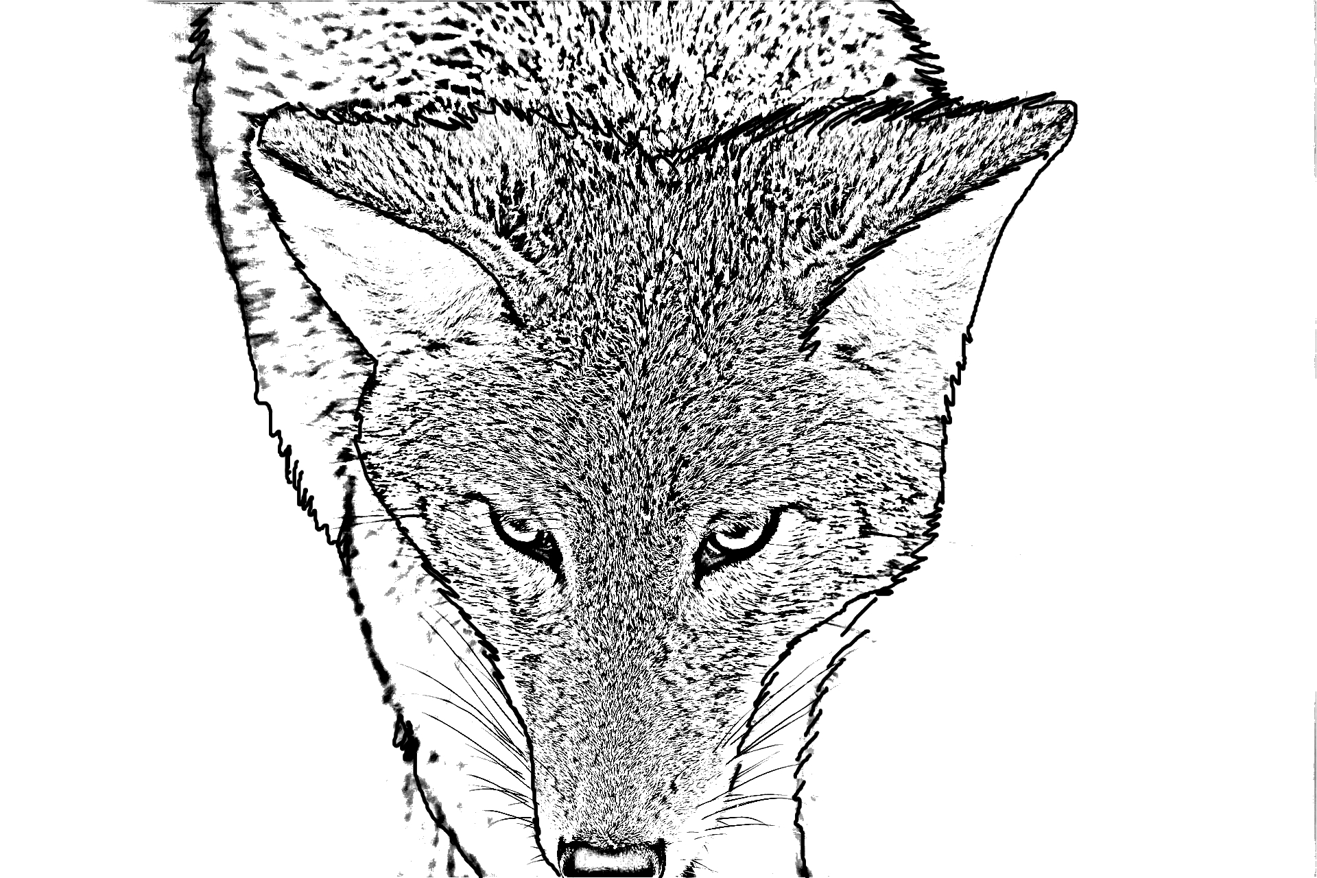 Disegno da colorare di un coyote
