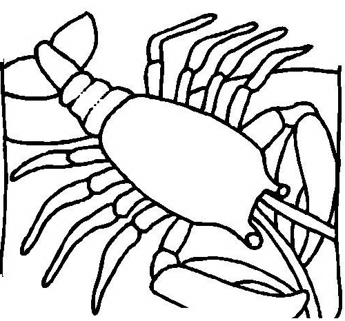 Drawing 23 from Shellfish coloring page to print and coloring