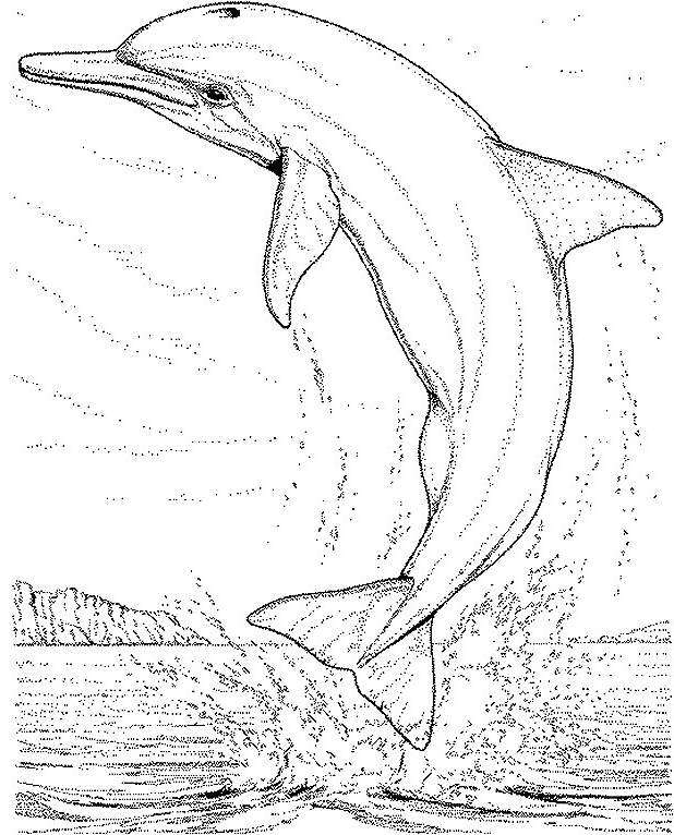 Desenho 1 de golfinhos para imprimir e colorir