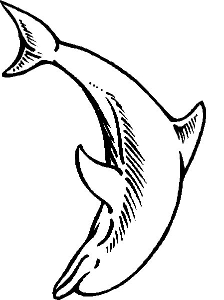 Disegno 12 di delfini da stampare e colorare