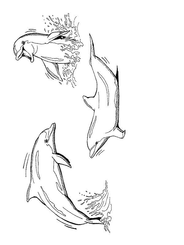 Desenho 18 de golfinhos para imprimir e colorir