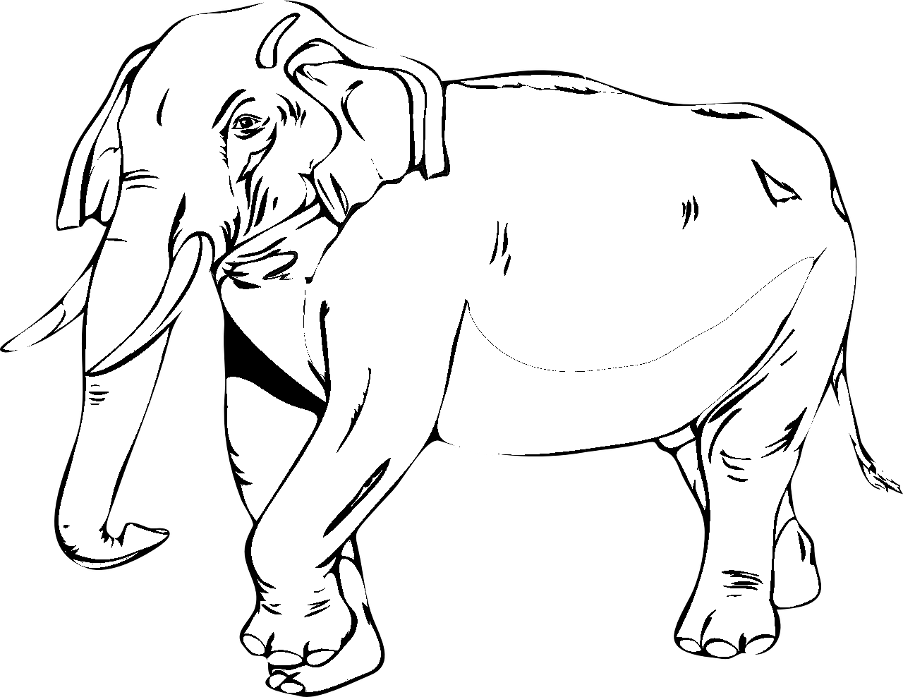 Disegno da colorare di elefante realistico