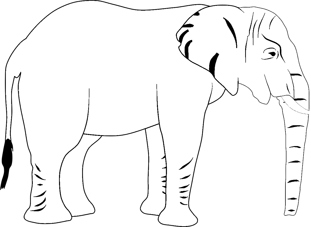 Página para colorear de elefante realista