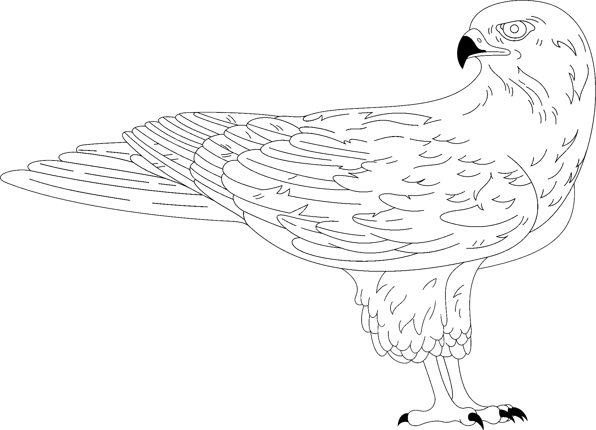 Coloring page of a hawk