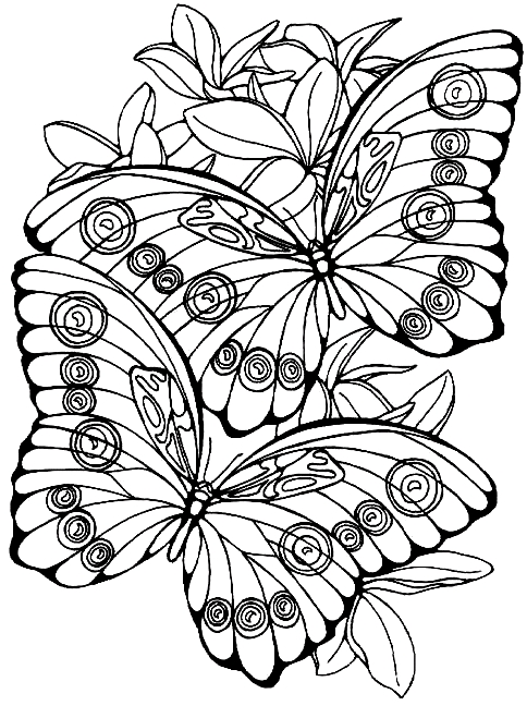 Coloriage 5 de papillons  imprimer et colorier