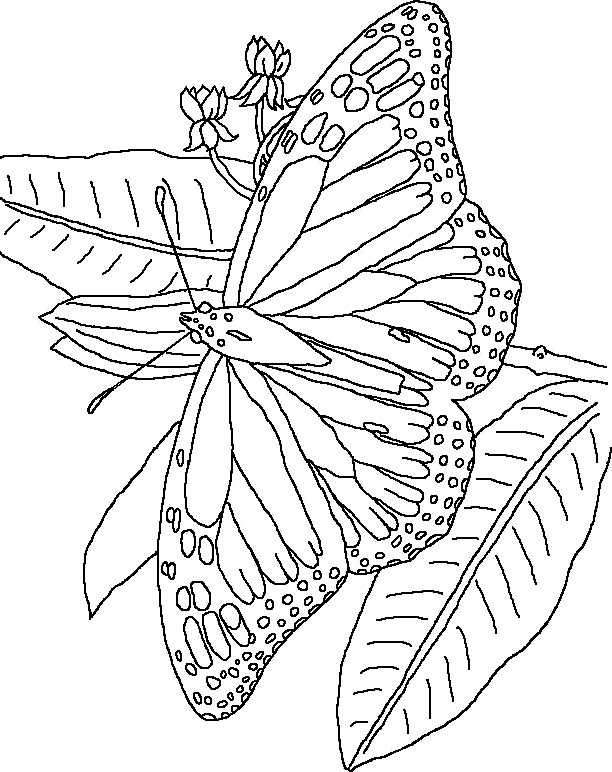 Dibujo 17 de mariposas para imprimir y colorear