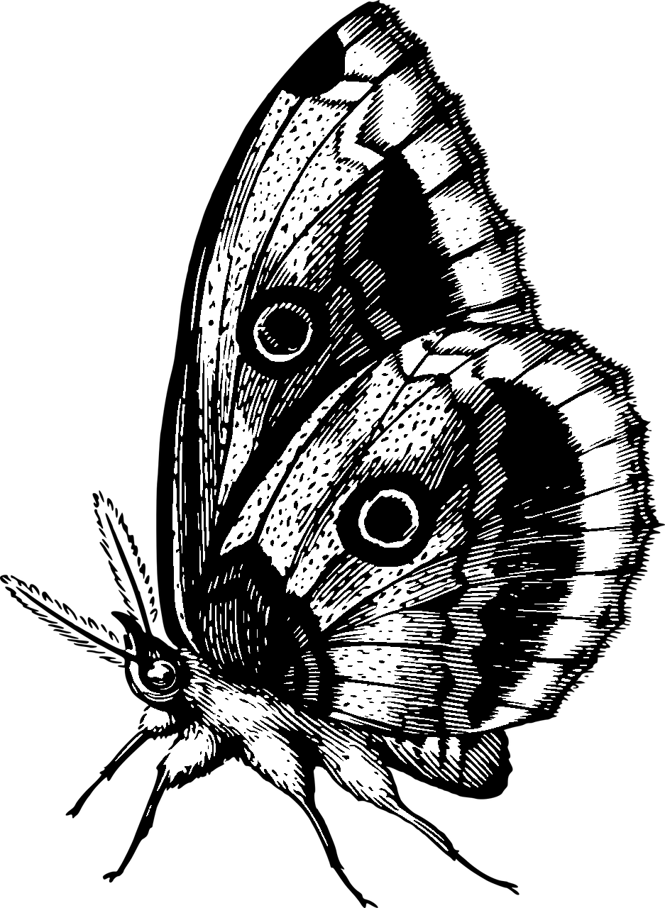 Kleurplaat van een vlinder