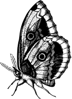 Coloring page of a butterfly