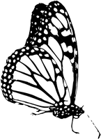 Coloriage d'un papillon