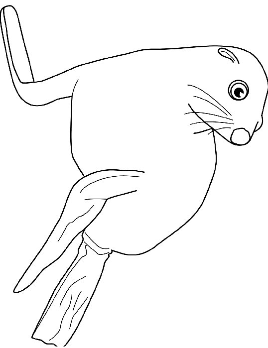 Drawing 3 from Seals coloring page to print and coloring