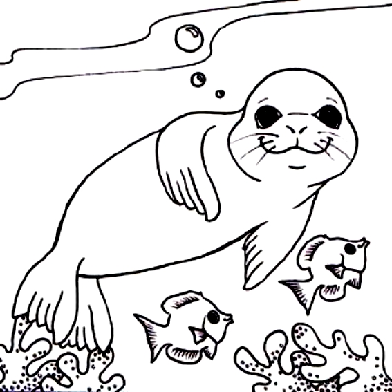 Disegno 5 di foche da stampare e colorare