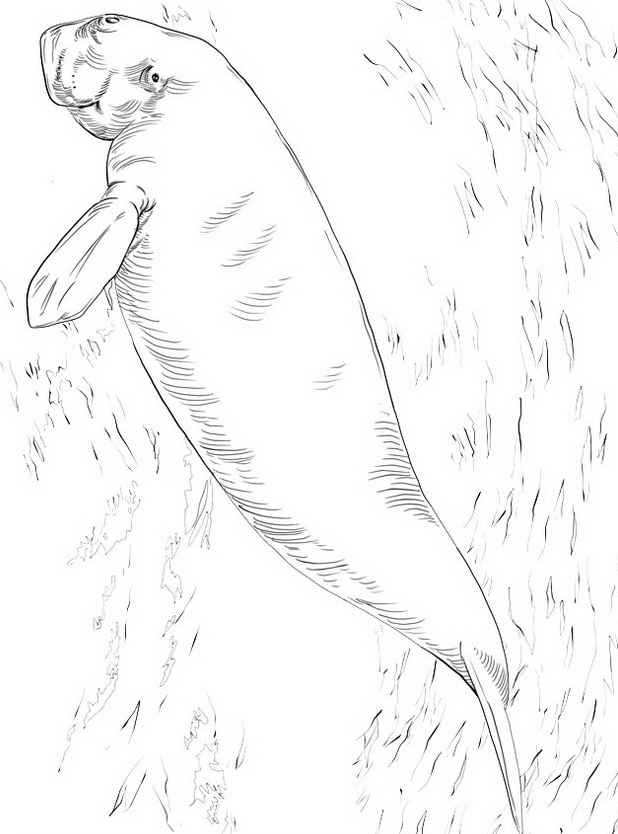 Drawing 10 of seals to print and color