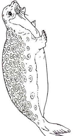 Drawing 11 from Seals coloring page to print and coloring