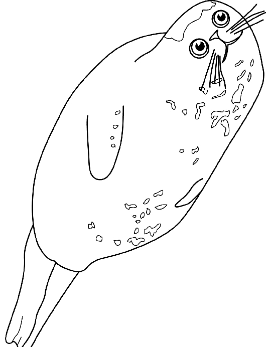 Drawing 12 from Seals coloring page to print and coloring