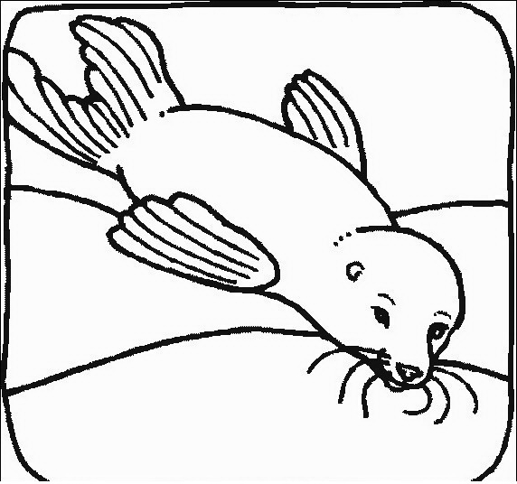 Drawing 13 from Seals coloring page to print and coloring