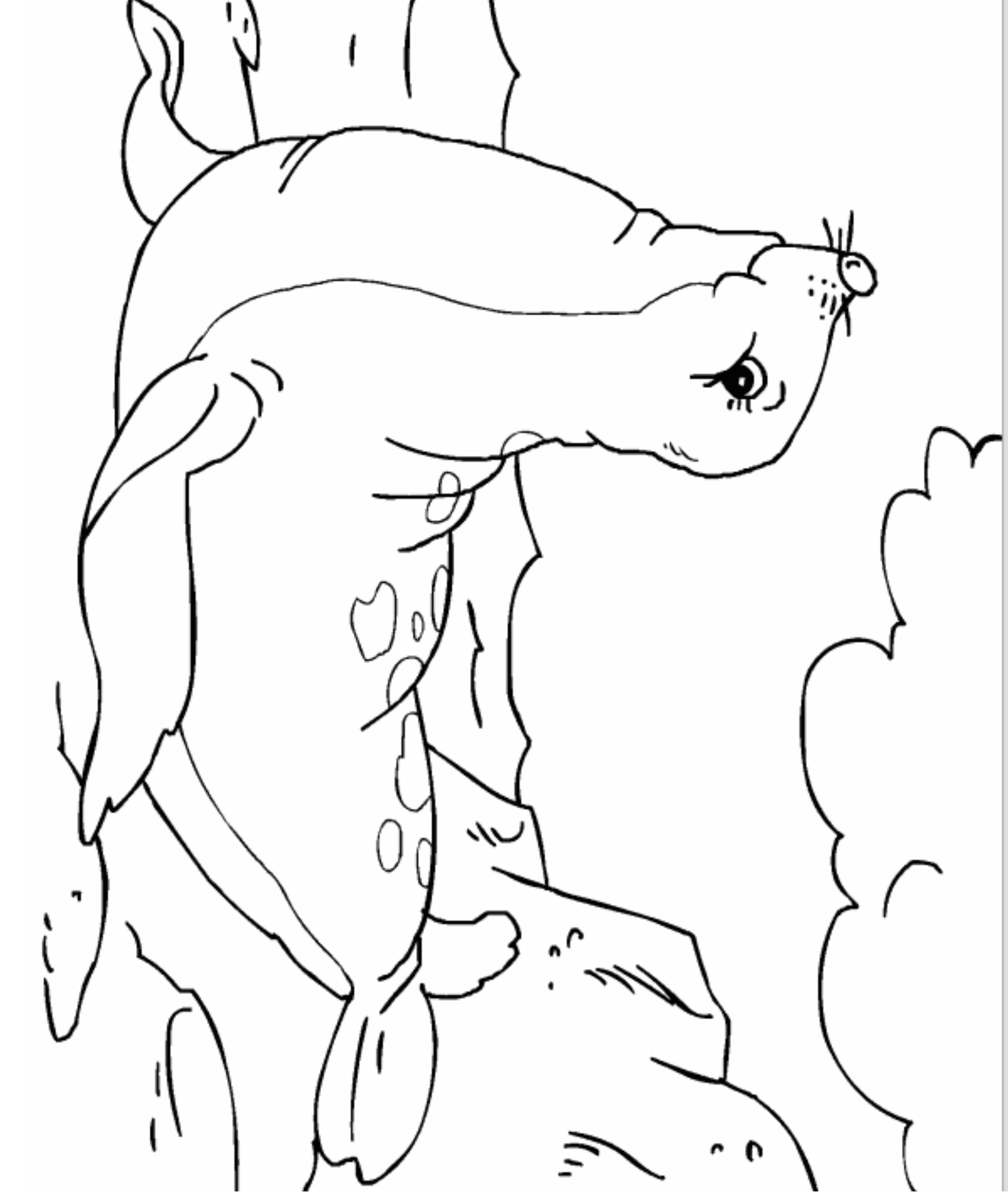 Drawing 21 from Seals coloring page to print and coloring