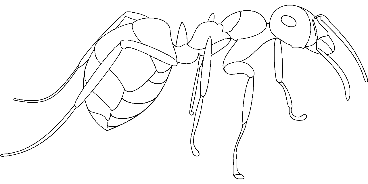 Disegno da colorare di formica stile cartoon