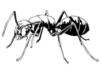 アリのぬり絵を描く