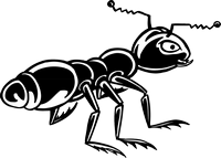 Ant coloring page