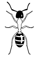 Ant coloring page