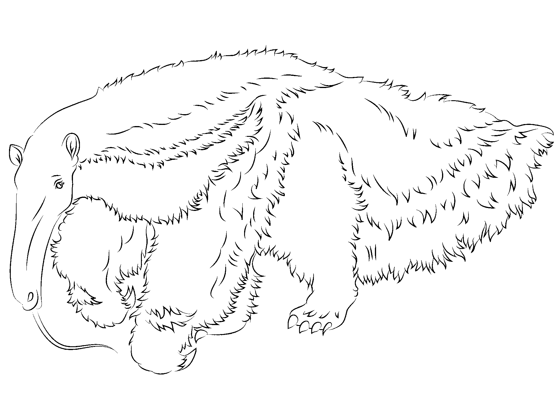 Coloring page of an anteater