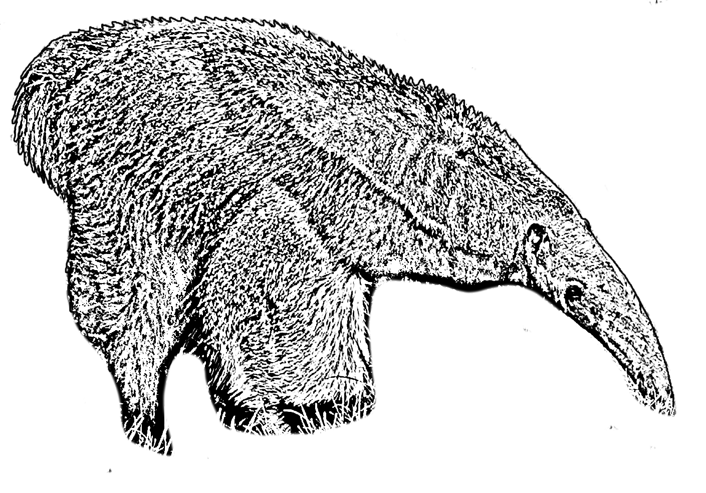 Dibujo para colorear de un oso hormiguero