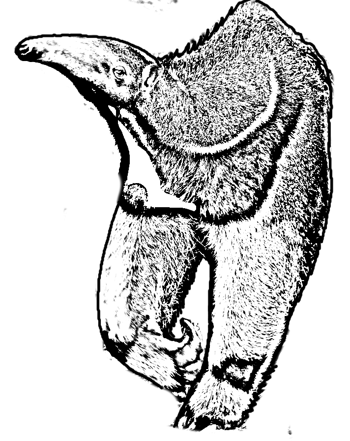 Coloring page of an anteater