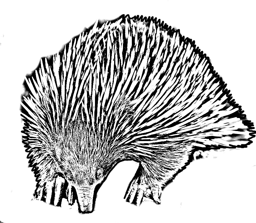Målarbok av en anteater