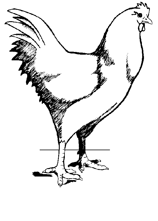 Disegno 1 di galline da stampare e colorare