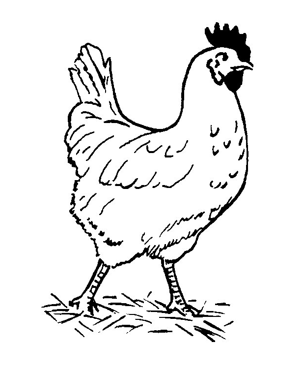 Dibujo 2 de gallinas para imprimir y colorear