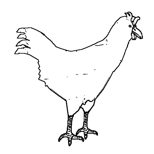 Dibujo 3 gallinas para imprimir y colorear