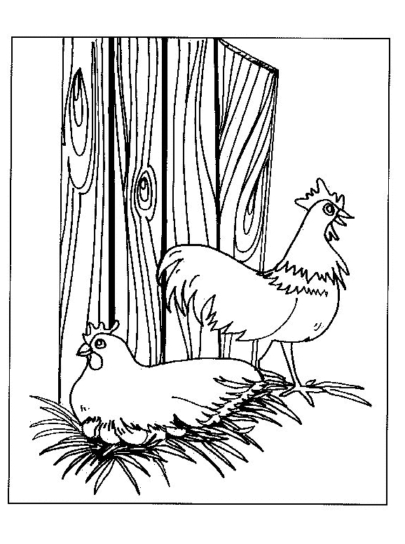 Dibujo 20 gallinas para imprimir y colorear